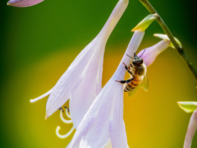 Bee drinking from a flower