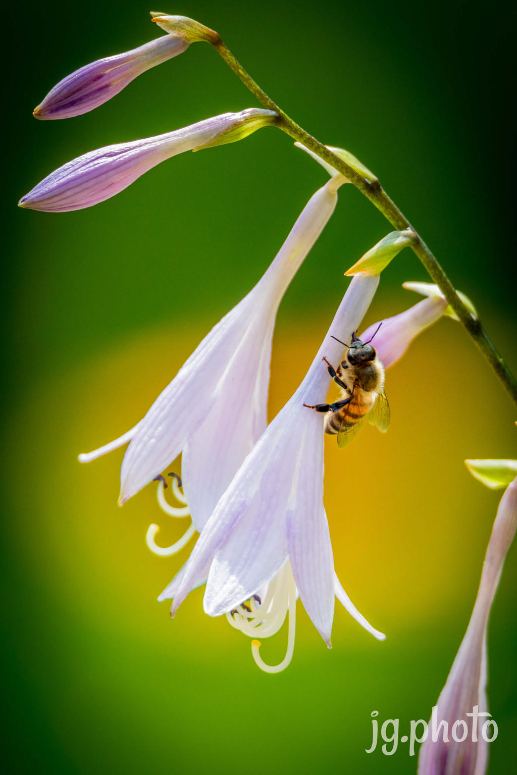 Bee drinking from a flower