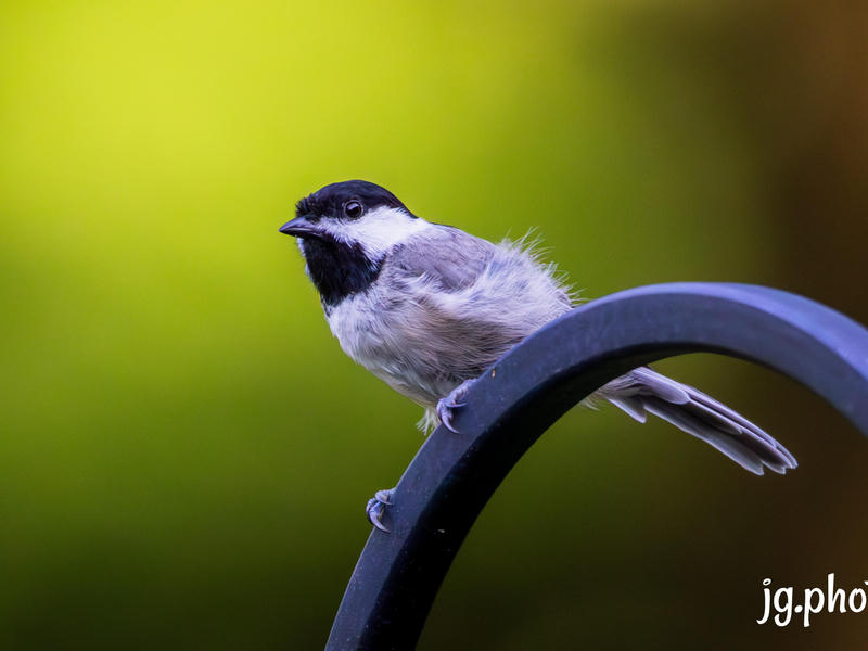Black-capped chickade
