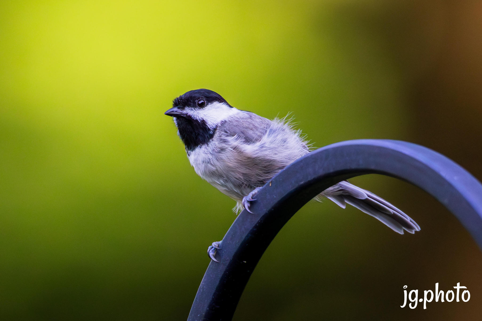 Black-capped chickade