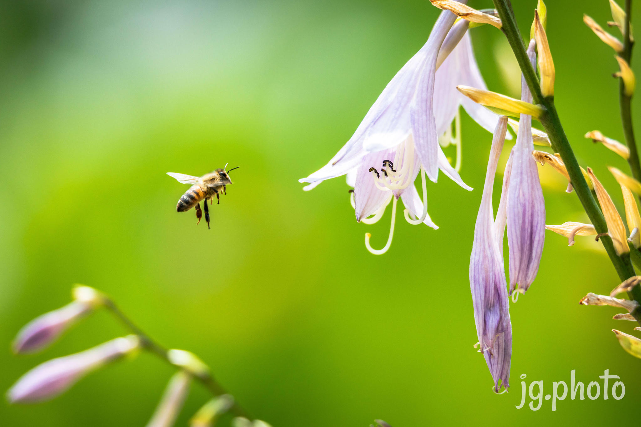 Bee drinking from a flower