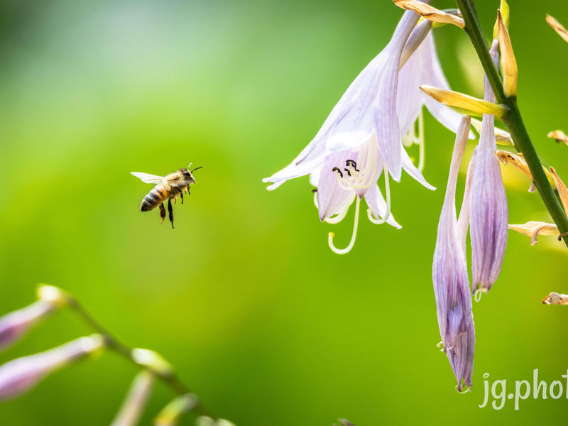 Bee drinking from a flower