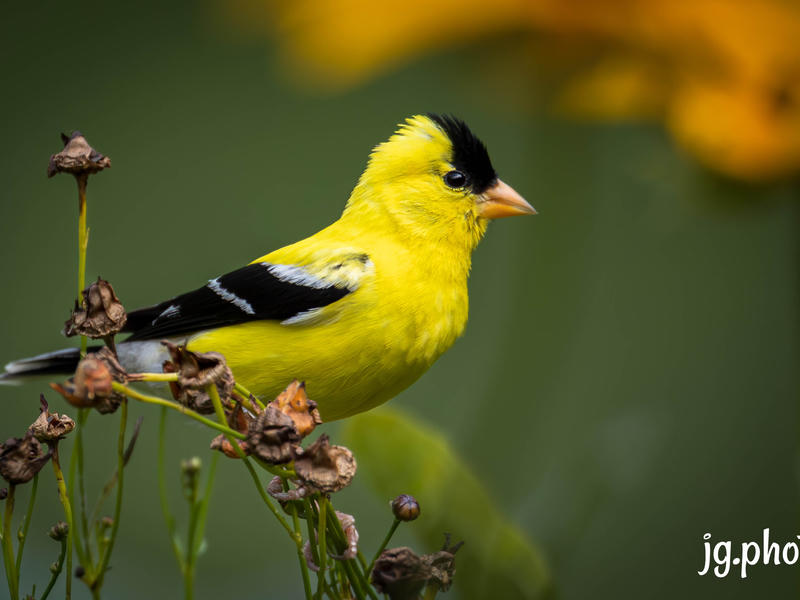 Golden Finch