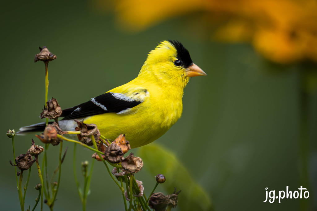 Golden Finch
