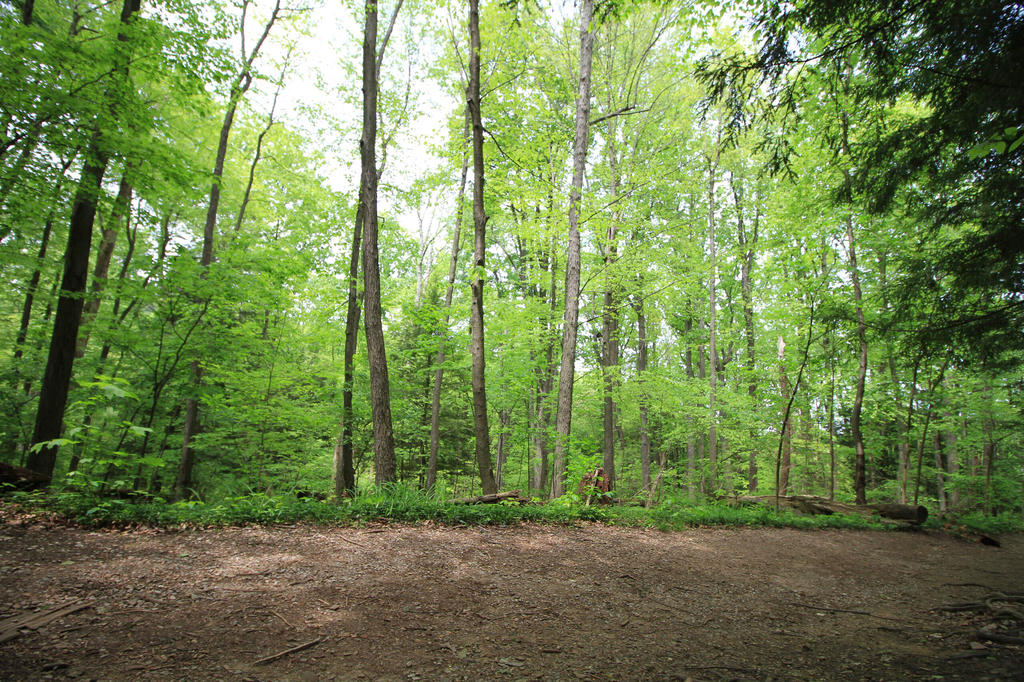 Path with trees