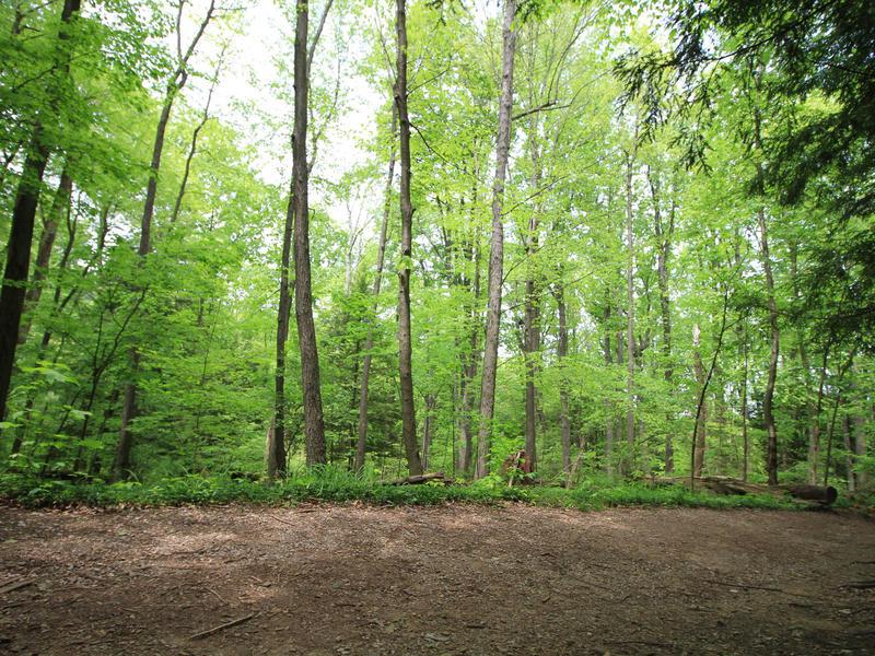 Path with trees