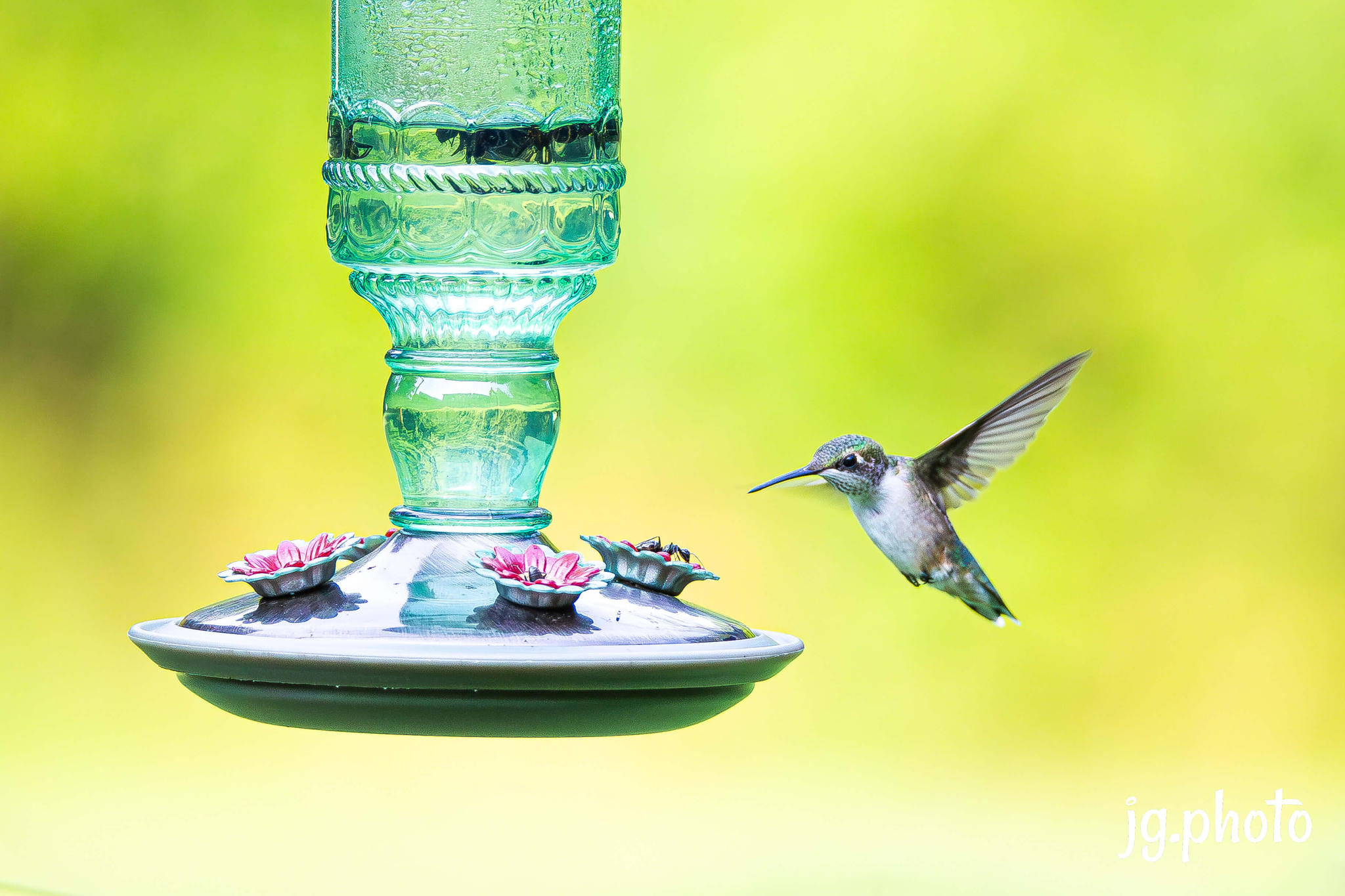 Hummingbird