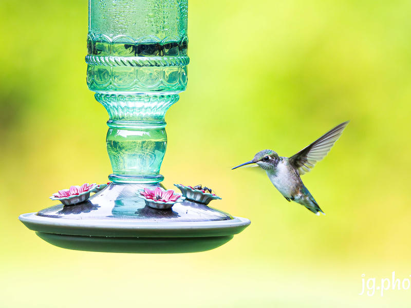 Hummingbird