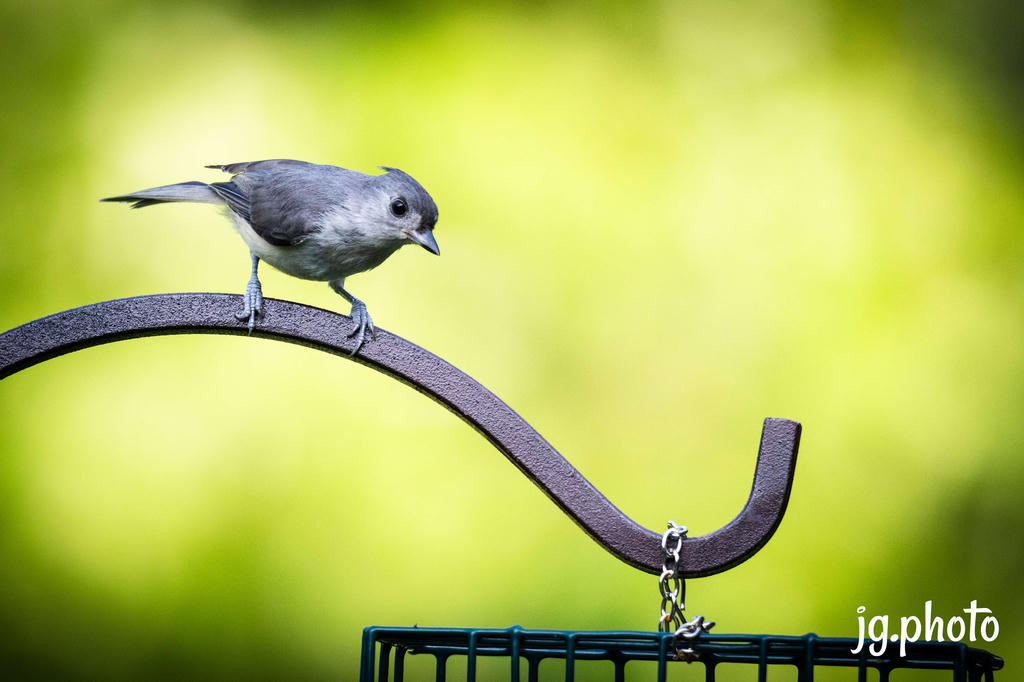 Titmouse