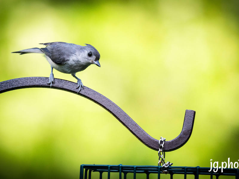 Titmouse